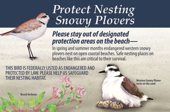 snowy plover panel