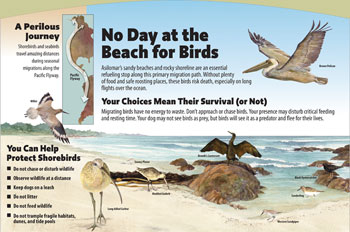 beach birds panel