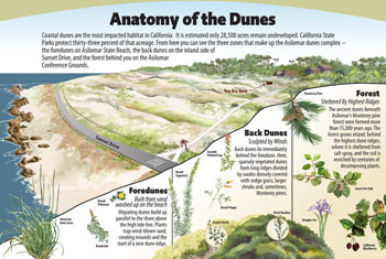 anatomy of the dunes panel