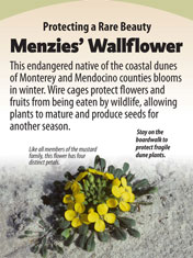 menzies’ wallflower panel