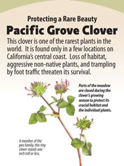 pacific grove clover panel