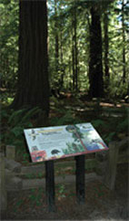 installed, marbled murrelet panel