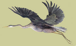 great blue heron