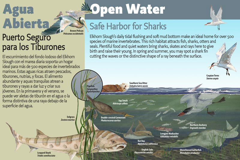 Elkhorn Slough, Open Water Panel