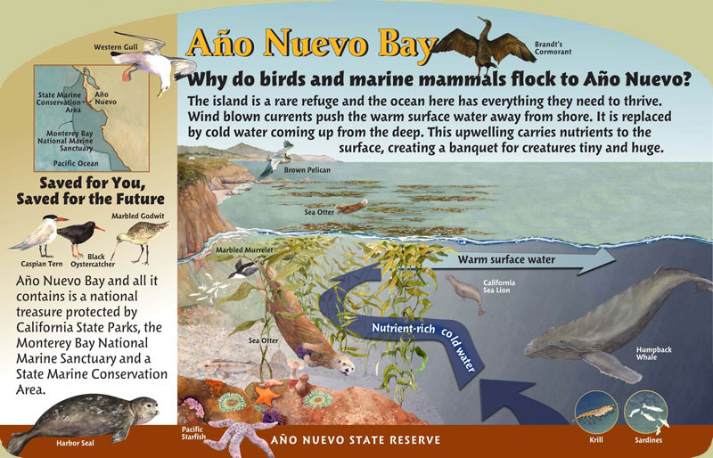 Año Nuevo State Reserve, Bay Panel